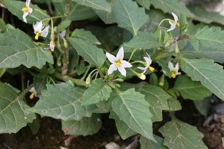 Solanum ptychanthum Solanum ptycanthum eastern black nightshade Go Botany