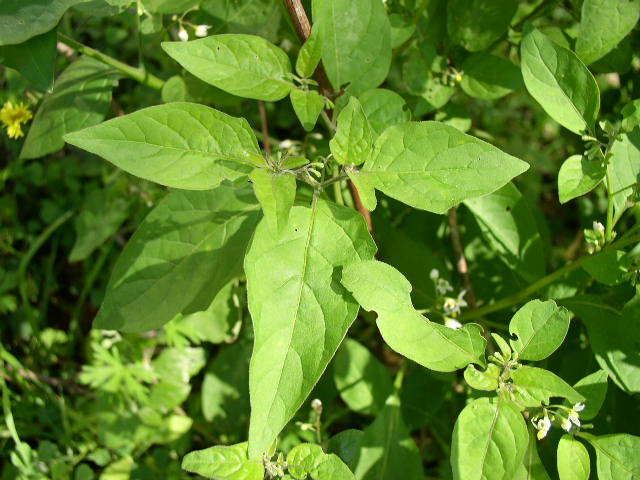 Solanum ptychanthum Solanum ptychanthum