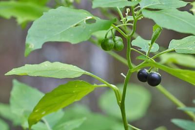 Solanum ptychanthum Digital Atlas of the Virginia Flora Solanum ptycanthum Dunal