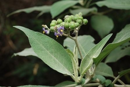 Solanum pubescens indiabiodiversityorgbiodivimgSolanum20pubesc