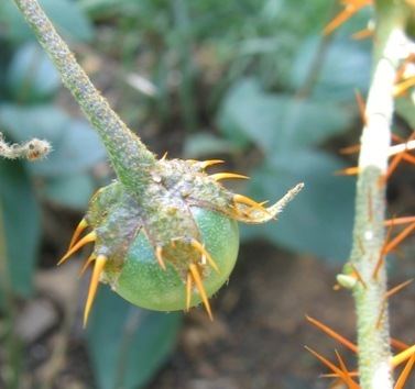 Solanum pyracanthos Solanum pyracanthon