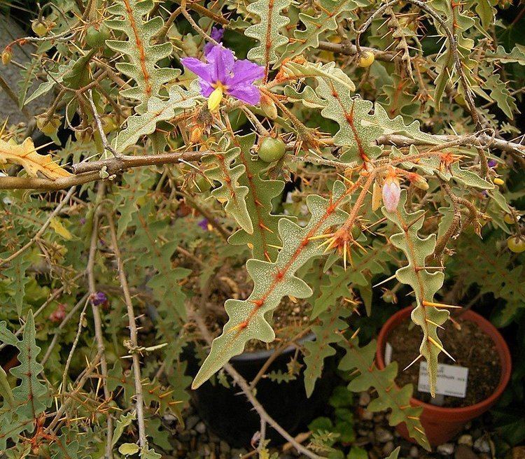 Solanum pyracanthos httpsuploadwikimediaorgwikipediacommons77