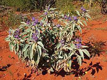 Solanum quadriloculatum httpsuploadwikimediaorgwikipediacommonsthu
