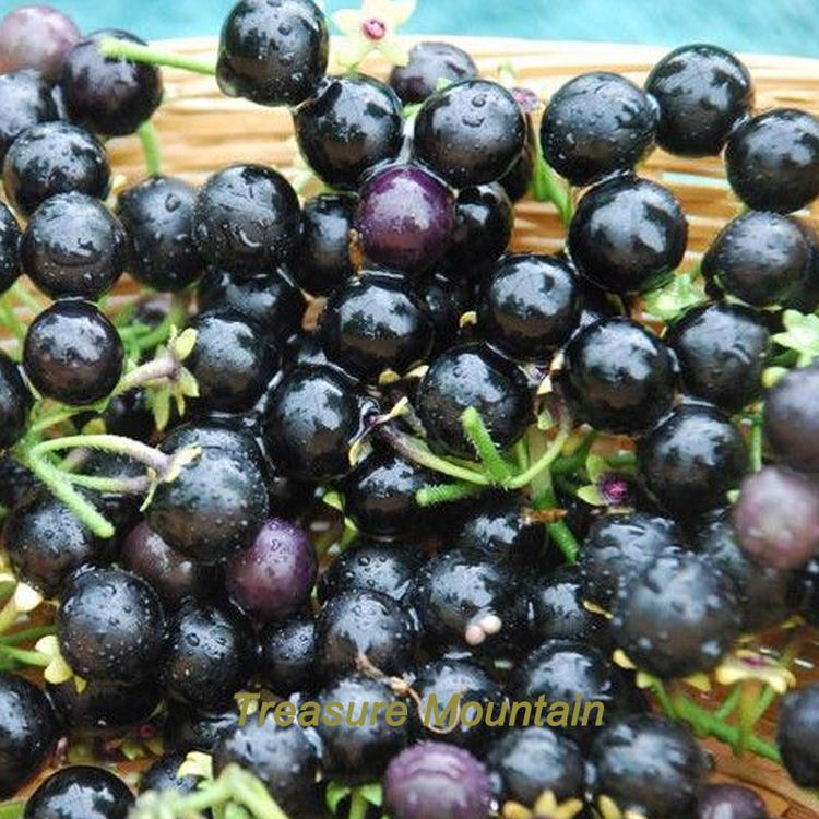Solanum retroflexum Aliexpresscom Buy 1 Professional Pack 50 seeds pack