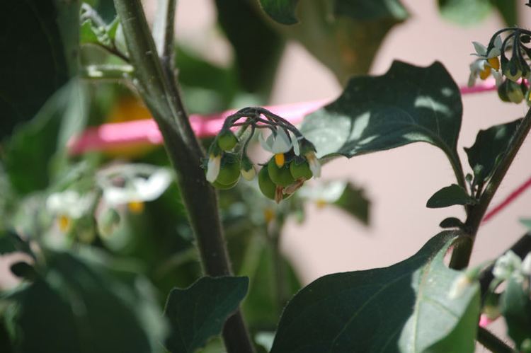 Solanum retroflexum httpsuploadwikimediaorgwikipediacommonsdd