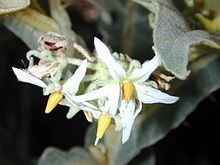 Solanum robustum httpsuploadwikimediaorgwikipediacommonsthu
