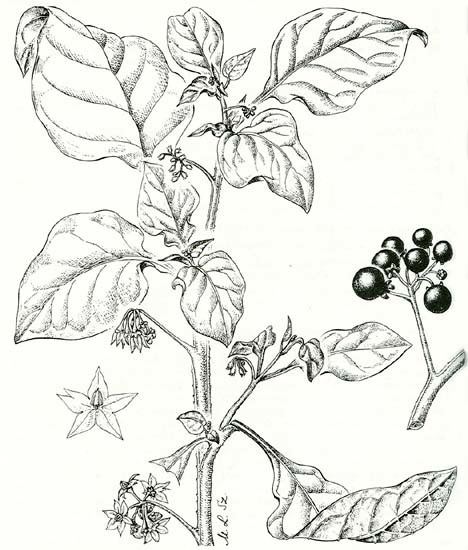 Solanum scabrum Factsheet Solanum scabrum