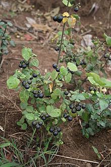 Solanum scabrum httpsuploadwikimediaorgwikipediacommonsthu