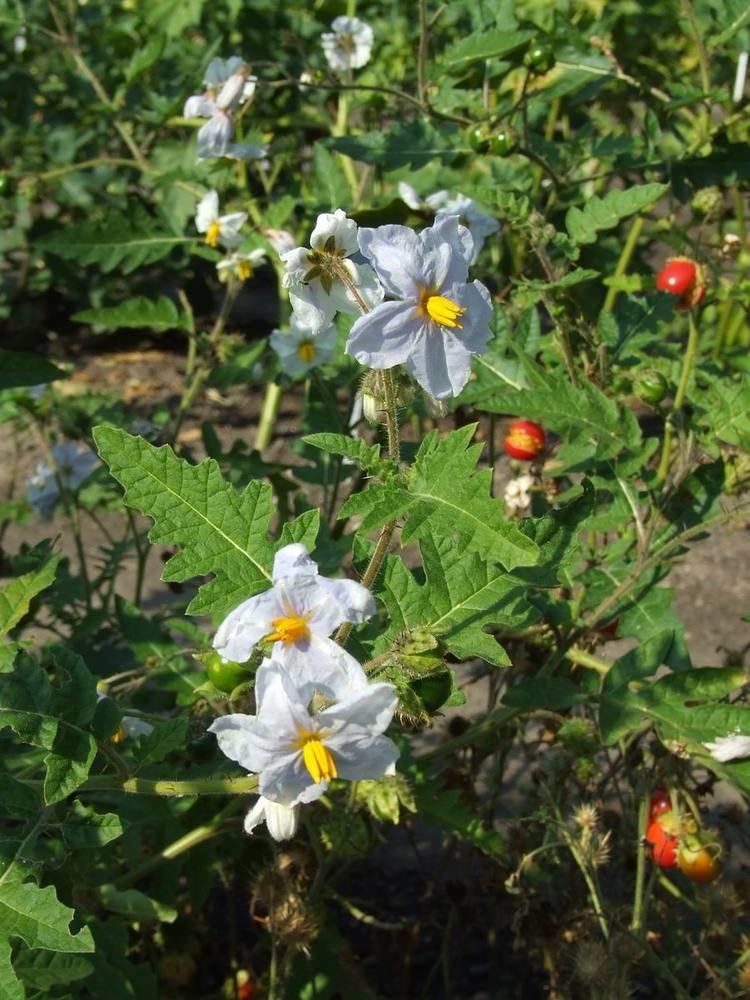 Solanum sisymbriifolium Solanum Sisymbriifolium