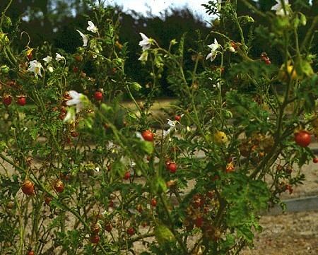 Solanum sisymbriifolium Factsheet Solanum sisymbriifolium