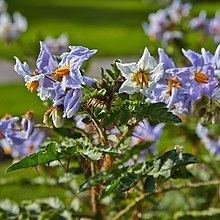 Solanum sisymbriifolium httpsuploadwikimediaorgwikipediacommonsthu