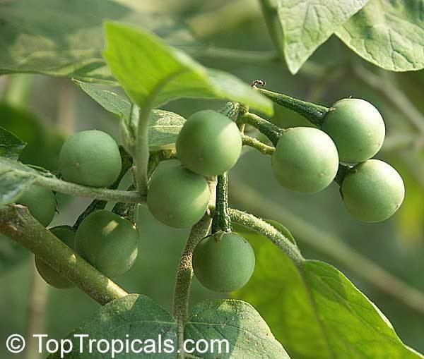 Solanum torvum Solanum torvum Turkeyberry Devil39s Fig TopTropicalscom