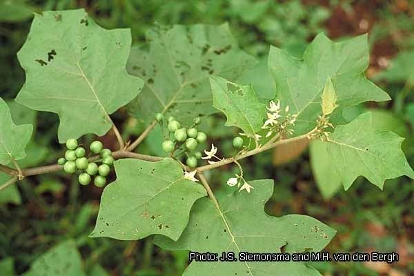 Solanum torvum Inmagic DBText WebPublisher PRO 1 records