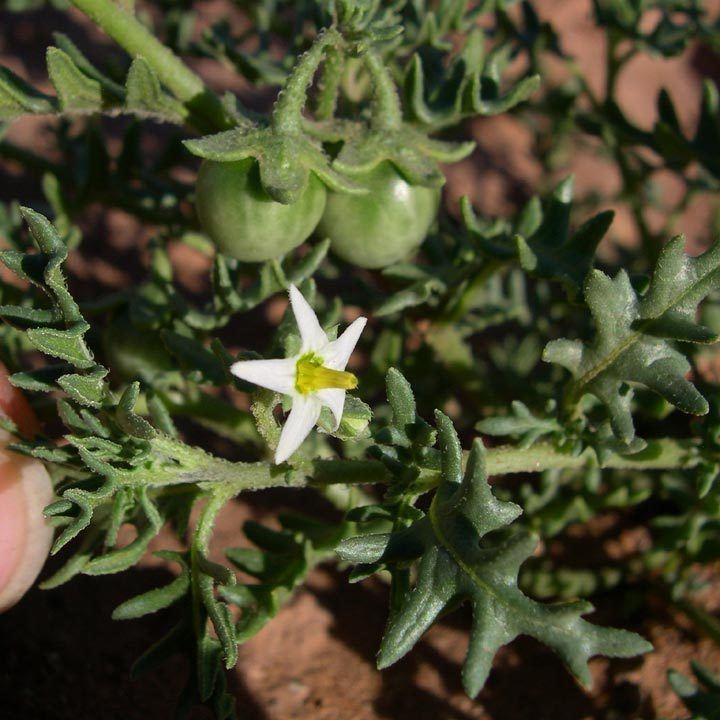 Solanum triflorum SEINet Arizona Chapter Solanum triflorum