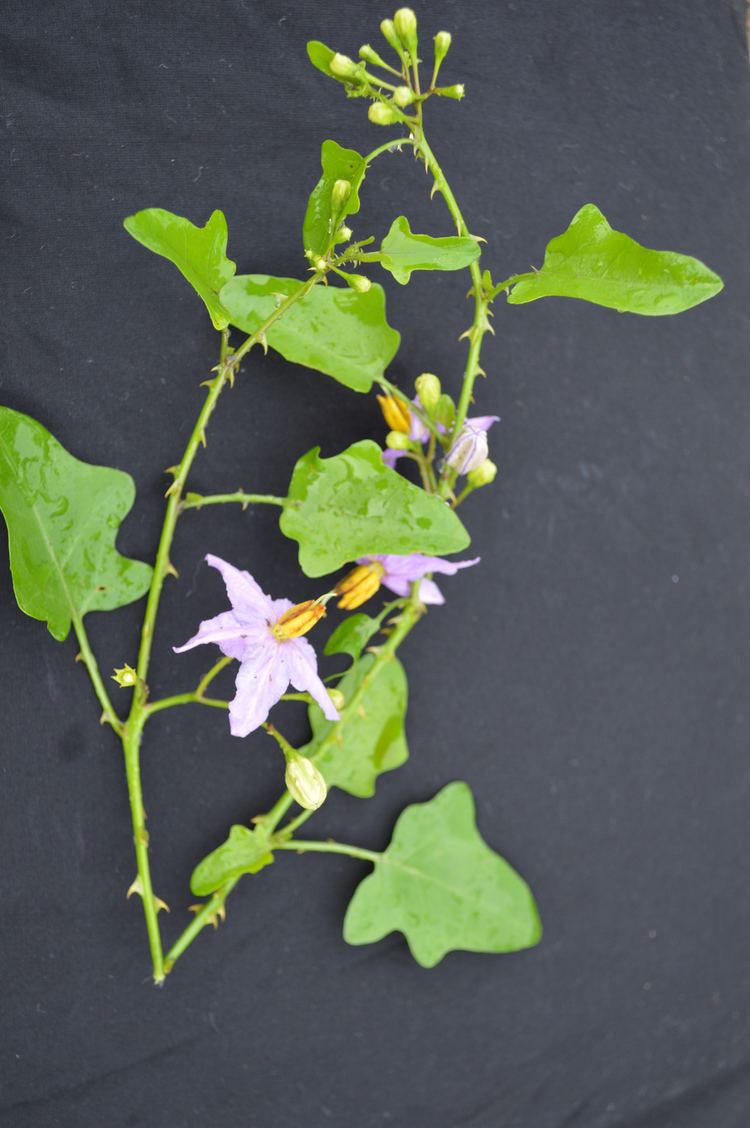 Solanum trilobatum FileSolanum trilobatumjpg Wikimedia Commons