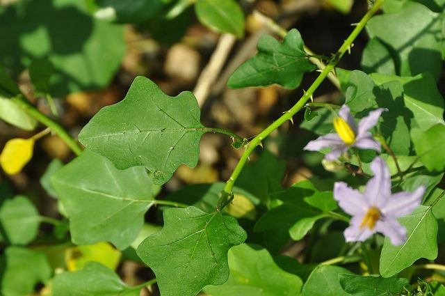 Solanum trilobatum Wal tibbatuSolanum trilobatum Herbal plants Sri Lanka