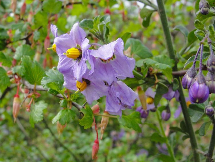 Solanum umbelliferum FileSolanum umbelliferumjpg Wikimedia Commons