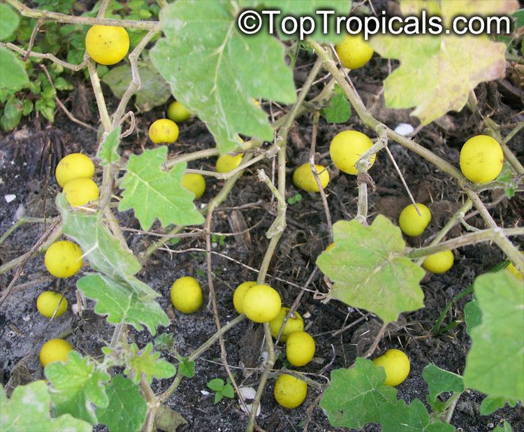 Solanum viarum Solanum viarum Tropical Soda Apple TopTropicalscom