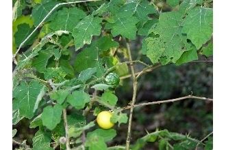 Solanum viarum Plants Profile for Solanum viarum tropical soda apple