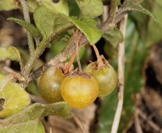 Solanum villosum Solanum villosum Red Nightshade Discover Life