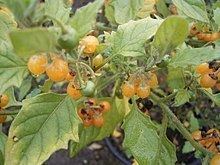 Solanum villosum httpsuploadwikimediaorgwikipediacommonsthu