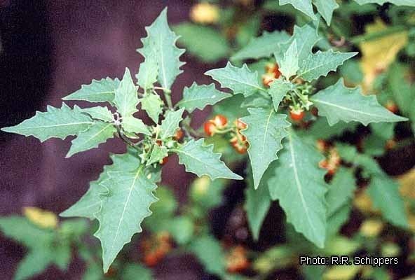 Solanum villosum Prota 2 VegetablesLgumes Record