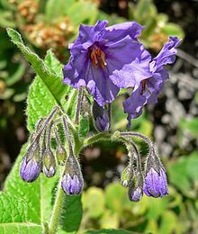 Solanum wallacei httpsuploadwikimediaorgwikipediacommonsthu