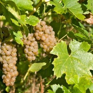 Solaris (grape) FileSolaris grape and leafjpg Wikimedia Commons