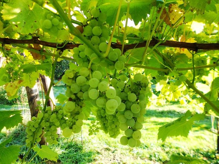 Solaris (grape) Grapes Rothley Wine Ltd