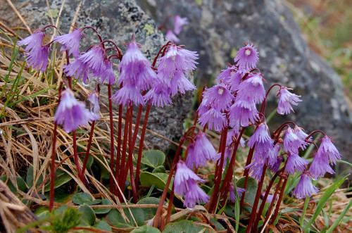Soldanella Soldanella alpina hardy alpine rockery plant seeds