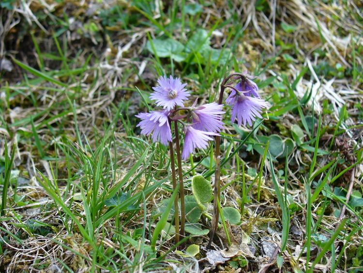 Soldanella alpina FileSoldanella alpina NRMjpg Wikimedia Commons