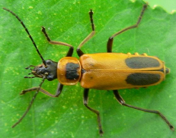 Soldier beetle Goldenrod Soldier Beetle Chauliognathus pensylvanicus BugGuideNet