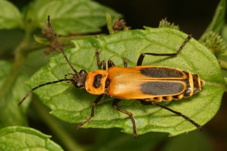 Soldier beetle BEETLES OF EASTERN NORTH AMERICA GOLDENROD SOLDIER BEETLE What39s
