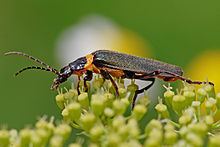 Soldier beetle Soldier beetle Wikipedia
