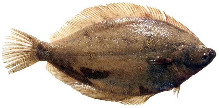 Sole (fish) wdfwwagovfishingbottomfishidentificationgrap