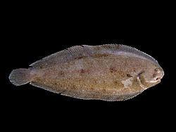 Sole (fish) Sole fish Wikipedia