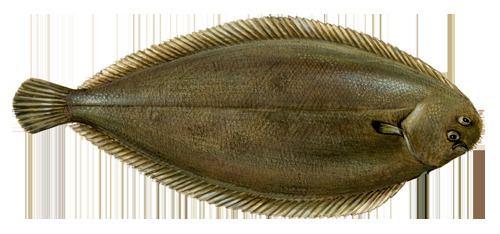 Sole (fish) Sole Marine Stewardship Council