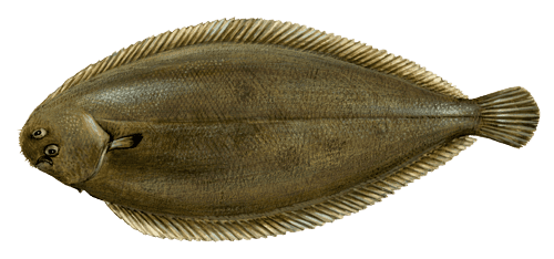 Sole (fish) Sole Fish Species of New Zealand