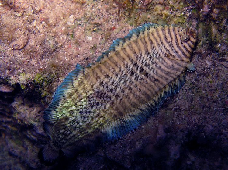 Soleichthys