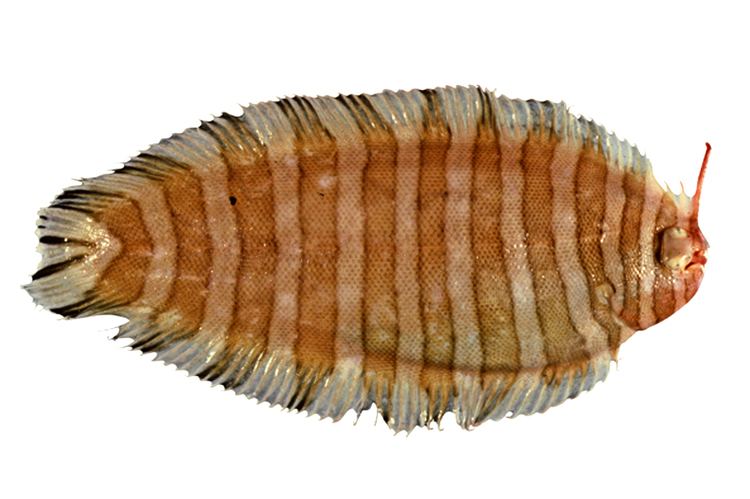 Soleidae SOLEIDAE