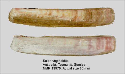Solenidae HomeNATURAL HISTORY MUSEUM ROTTERDAM Mollusca Bivalvia