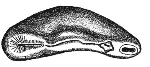 Solenogastres Palaeos Metazoa Mollusca Solenogastres