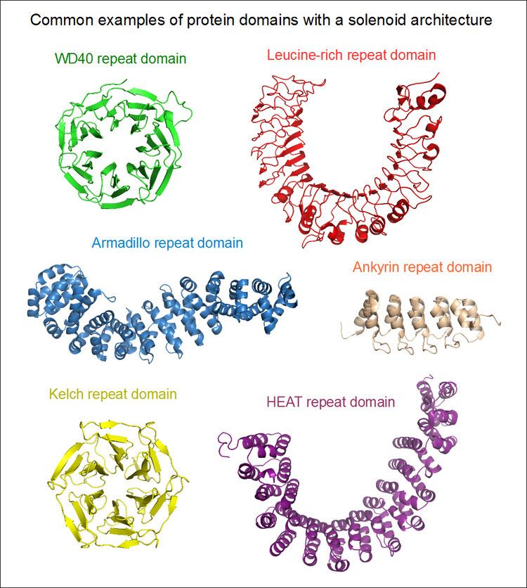 Solenoid protein domain