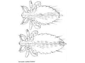 Solenopotes capillatus Lice Phthirapterainfo