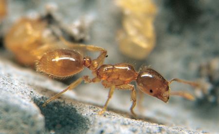 Solenopsis fugax An Ant Picturebase of Asia and Europe