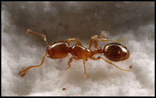 Solenopsis molesta Solenopsis molesta Thief ant Discover Life