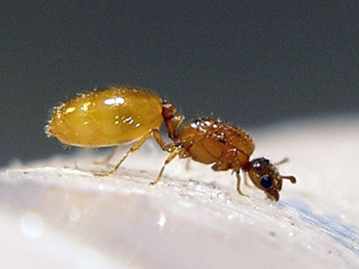 Solenopsis molesta Dspdrew39s Solenopsis molesta Journal 45 Discontinued Ant