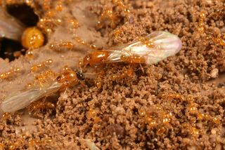 Solenopsis molesta Solenopsis molesta Thief ant Discover Life