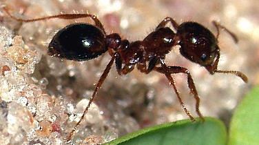 Solenopsis saevissima The Ants of Africa