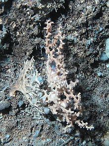 Solenosmilia variabilis httpsuploadwikimediaorgwikipediacommonsthu